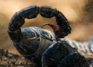 Racun Kalajengking Amazon dan Terapi Kanker yang Sedang Muncul: Era Baru dalam Perawatan yang Presisi?