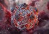 Hantavirus Panic: Separating Fact From Fiction Amidst Political Uncertainty