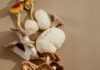 Il ceppo Maitake Mushroom Y10M può aumentare la memoria negli anziani