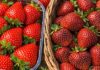 Pourquoi les fraises espagnoles peuvent être des sources cachées de PFAS : un guide pour des choix plus sûrs