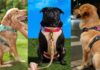 Le migliori pettorine per cani senza trazione per passeggiate sicure e confortevoli
