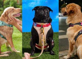 Los mejores arneses para perros sin tirones para paseos seguros y cómodos