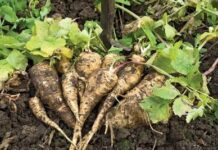 Чому від холоду коріння стає солодким: Juurikasopas