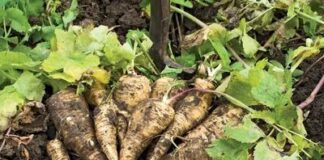 Чому від холоду коріння стає солодким: Juurikasopas